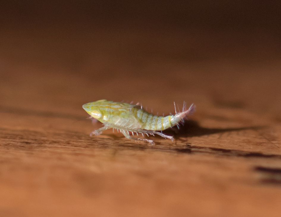 Welk insect is dit?
